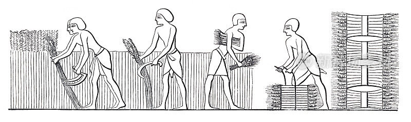 古埃及人收割小麦的象形文字