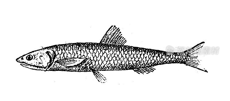 古董插图:鳀鱼
