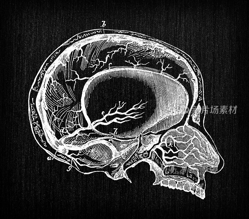 人体解剖学古董插图:颈部和头部静脉