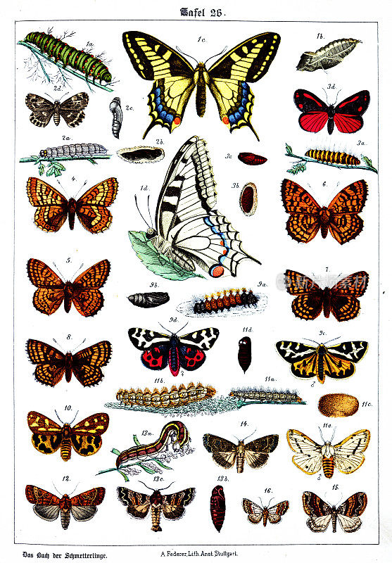 蝴蝶在白色背景26，彩色插图