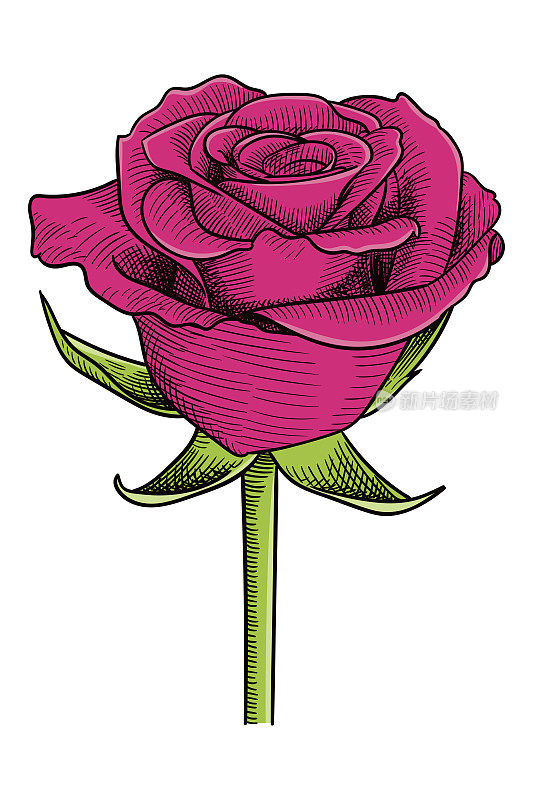矢量插图的玫瑰
