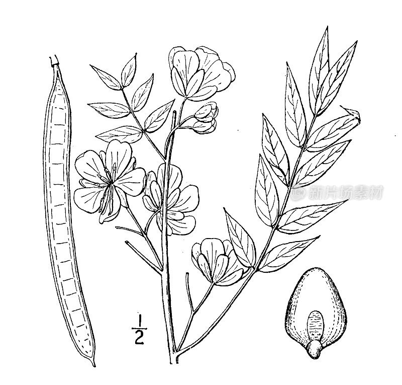 古植物学植物插图:西花决明子、咖啡番那