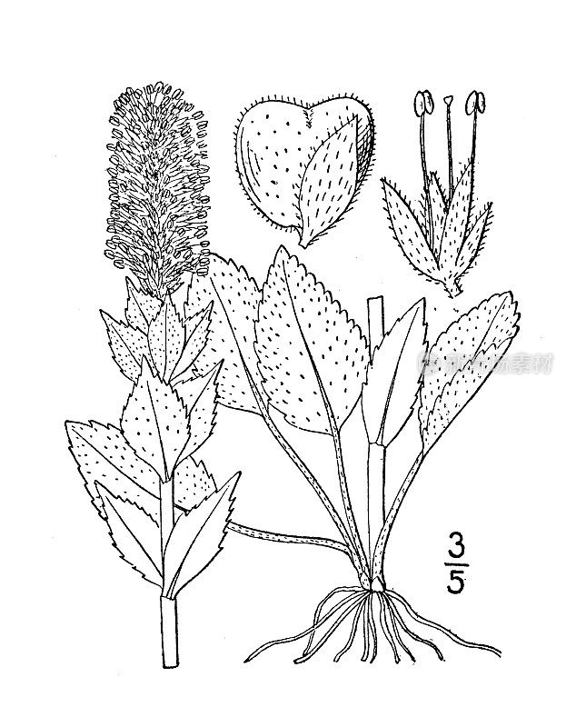 古植物学植物插图:乌尔芬尼亚、西乌尔芬尼亚