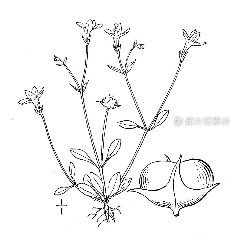 古植物学植物插图:小的小蓝
