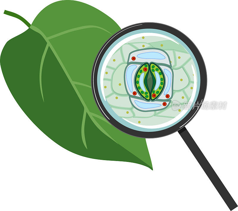 植物绿叶和气孔复合体，在放大镜下开放气孔，孤立在白色背景上