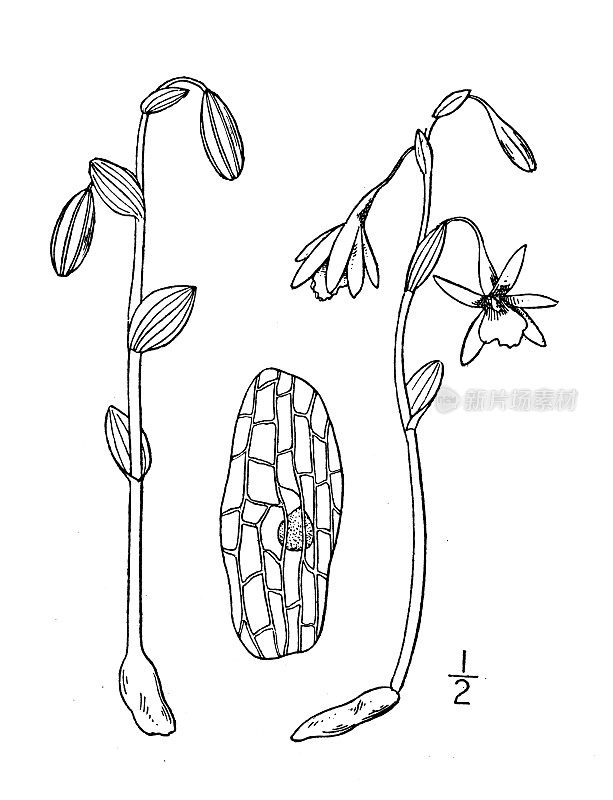 古植物学植物插图:三角蕨，点头蕨