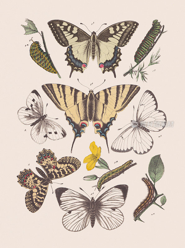蝴蝶(凤蝶科;《粉蝶科》，手工彩色平版印刷，1881年出版