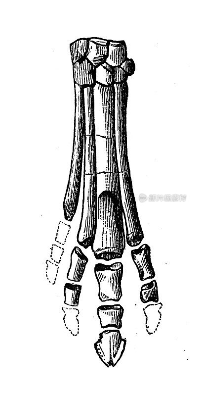 古代生物动物学图像:湿蛇纲手骨