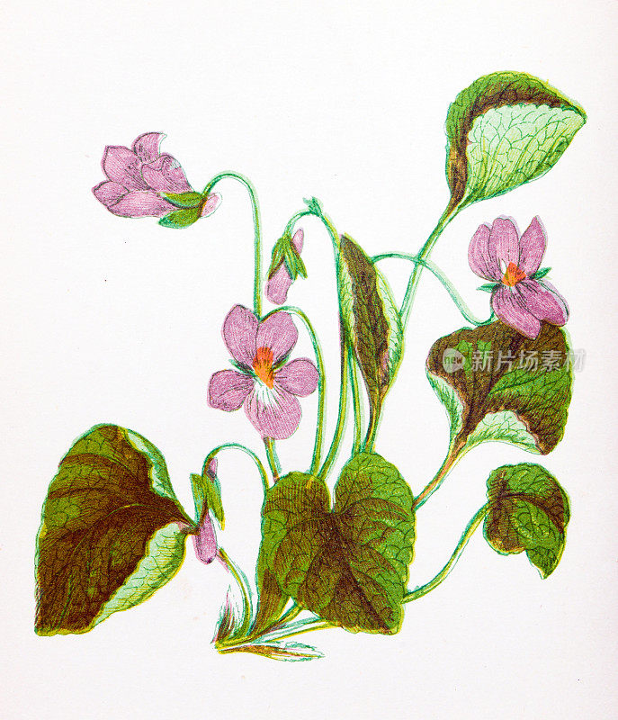 野生花卉的古董植物学插图:甜紫罗兰，堇菜