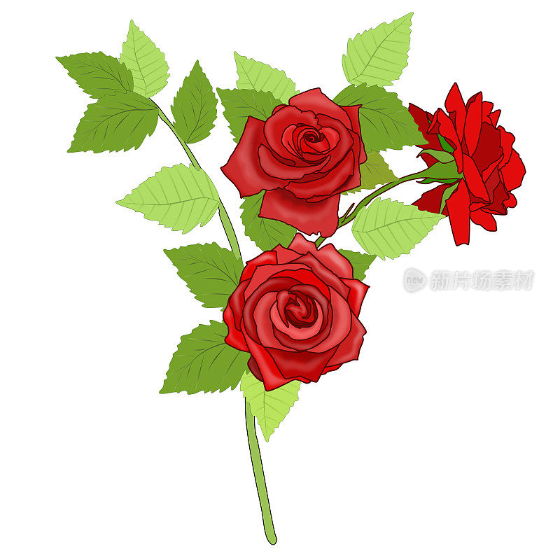 玫瑰分枝，绿色叶子和红色花朵孤立在白色背景上。