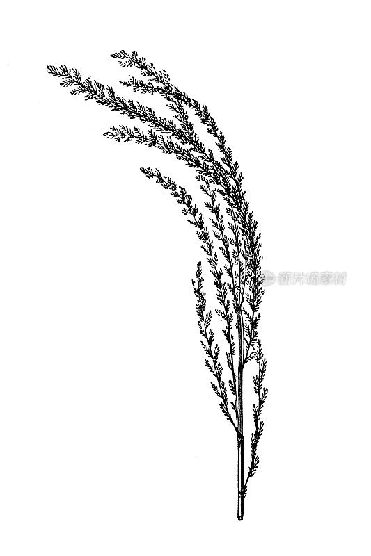 柱状野樱草是一松散丛生的一年生或短叶的胎生种，秆可达90厘米高