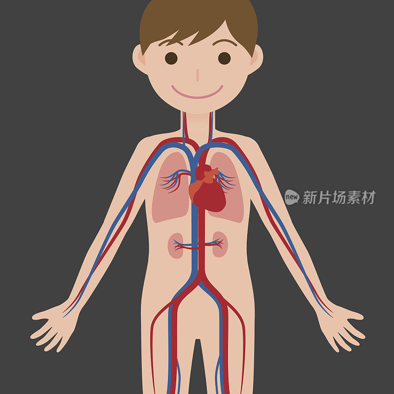 人体及循环系统，解剖图
