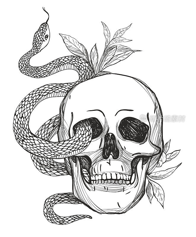 头骨和蛇。的矢量图
