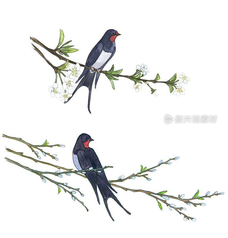 柳树上的燕子。手绘插图