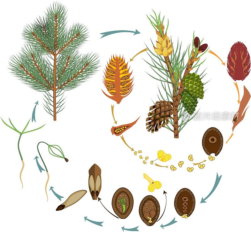 松树的生命周期:裸子植物的繁殖
