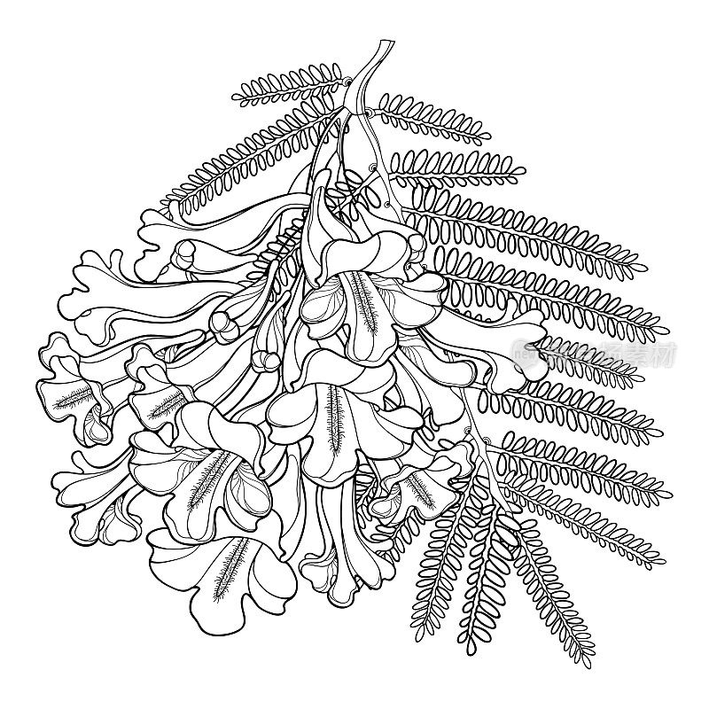 轮廓开花含油蓝花楹花束矢状枝，芽和叶呈黑色，孤立在白色背景上。