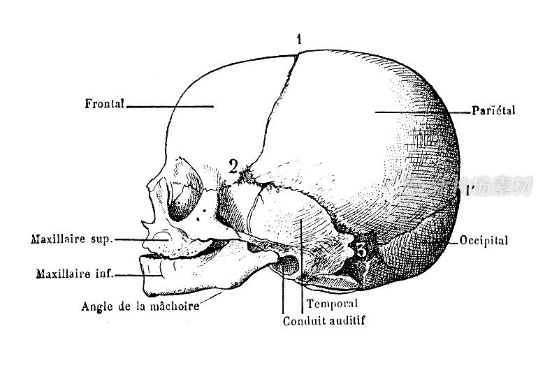 头骨胎儿的头