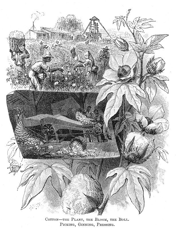 棉花采摘美国雕刻1881年