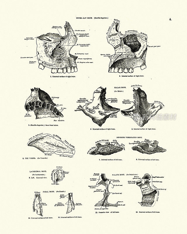 上颌骨，颧骨，鼻甲，上颚，维多利亚解剖学图