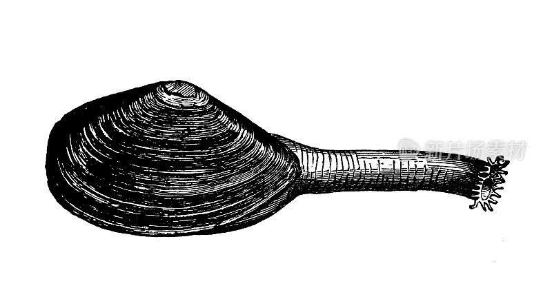 古玩动物插图:软壳蛤、沙孔蛤、沙螺