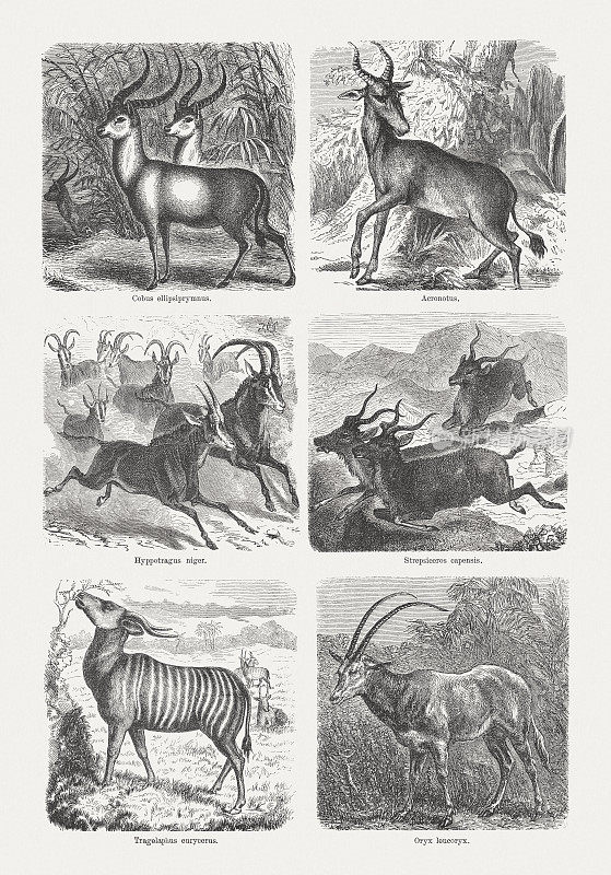 羚羊，木刻，1893年出版