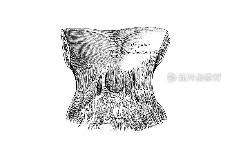 骨盆筋膜的内脏叶韧带