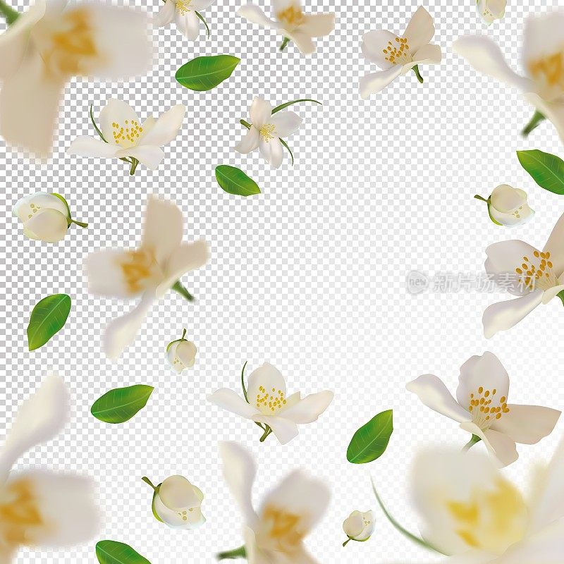 3D逼真的茉莉花与绿叶。白色的茉莉花在运动。美丽的茉莉花的背景。花茉莉下降。矢量插图。