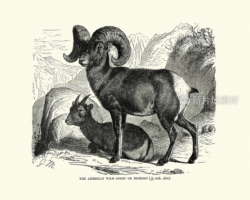 美洲野羊，大角羊