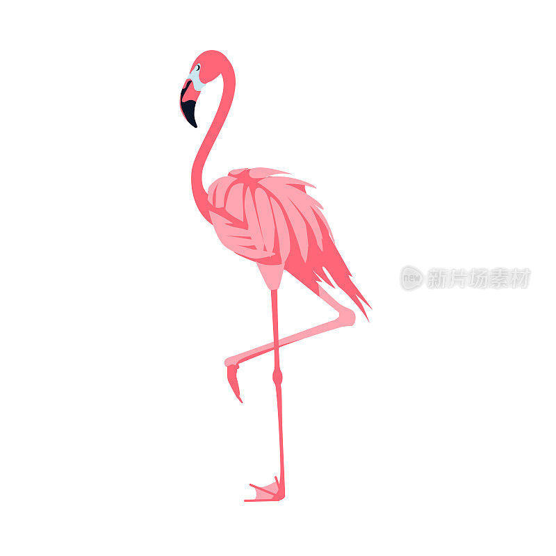 粉红色的火烈鸟是美丽的鸟