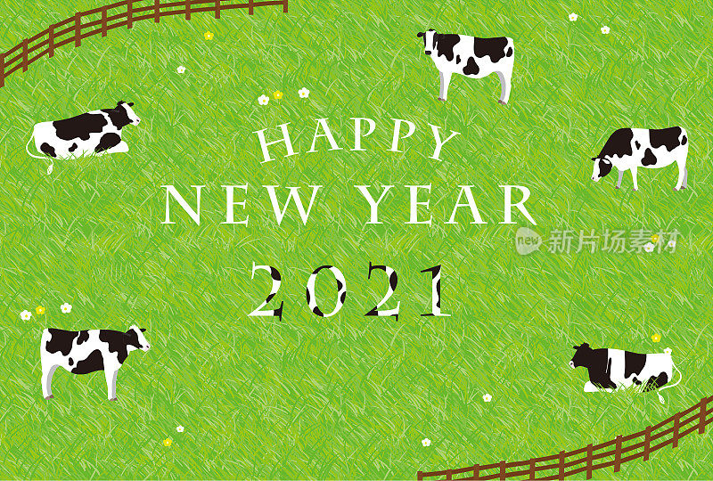2021牛新年卡片:奶牛在牧场上休息。