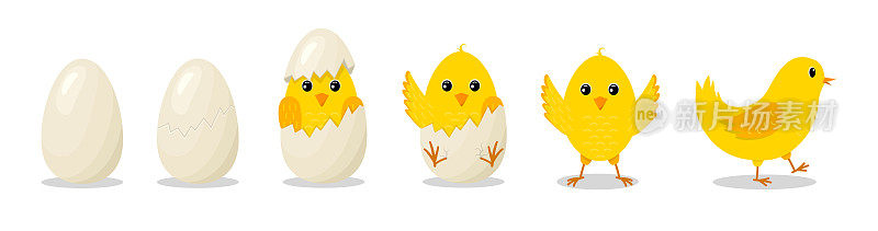 小鸡在蛋。小鸡从破蛋中孵化出来。可爱的小鸡。黄色复活节鸟宝宝。新生鸡随着脚步进步。卡通农场与快乐和有趣的动物。向量