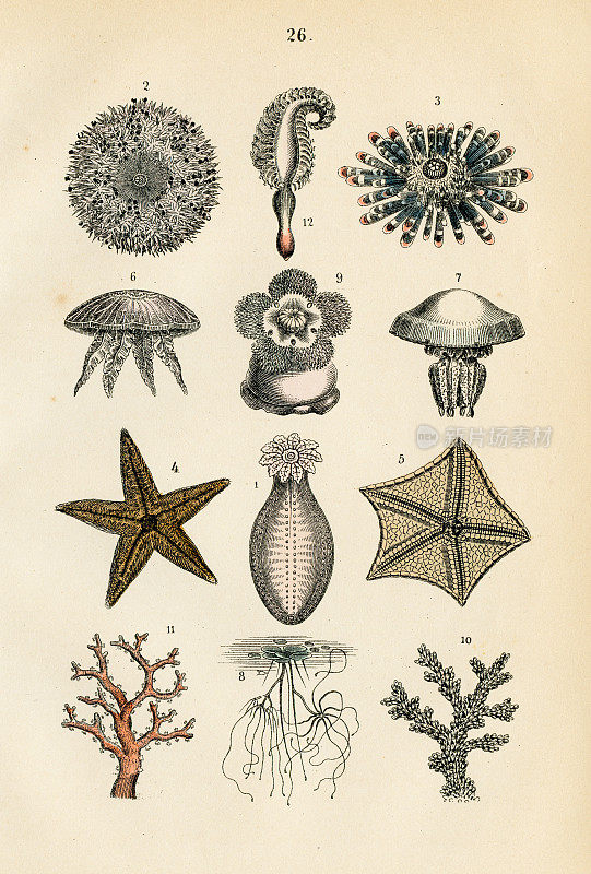海星，珊瑚，海葵雕刻1872年
