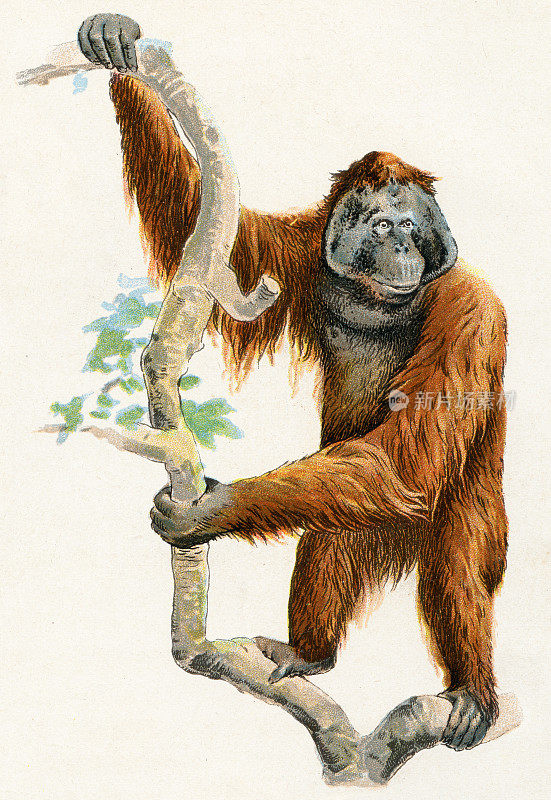猩猩插图1899