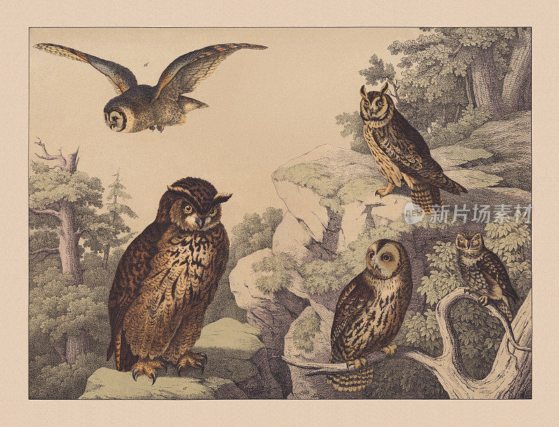 夜行性猛禽(Strigidae)，手彩色彩色石版，1882年出版