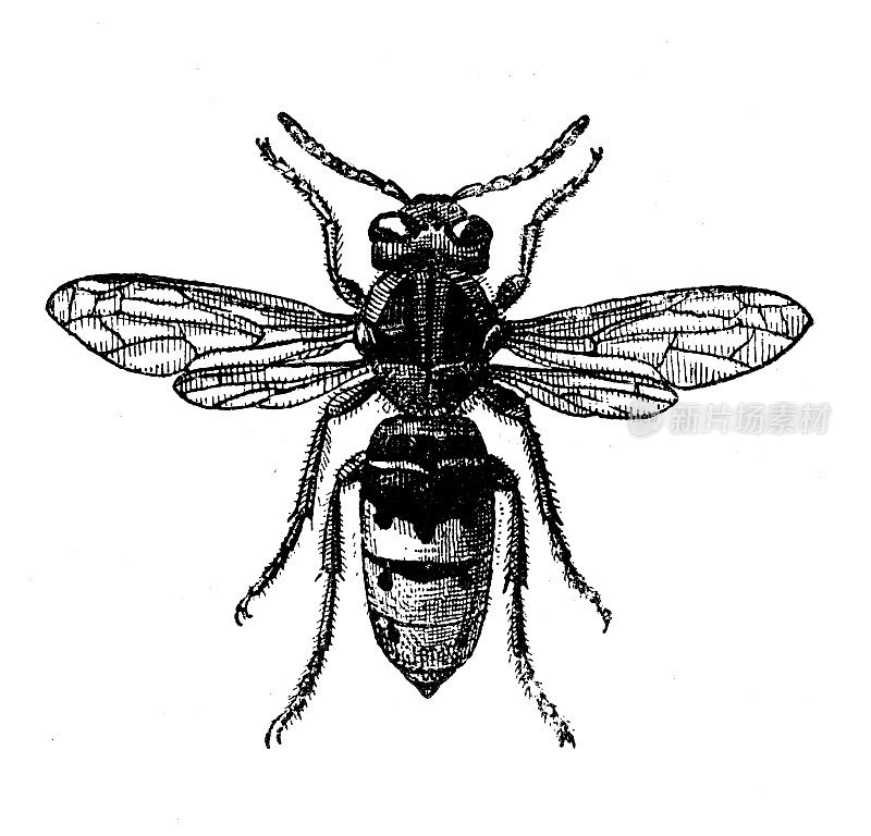 古董插图:黄蜂