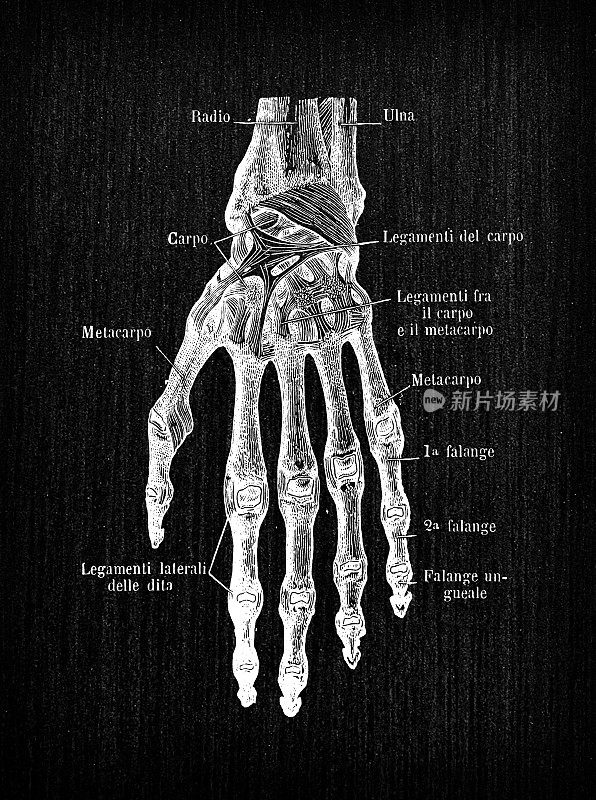 人体解剖学古董插图:腕关节