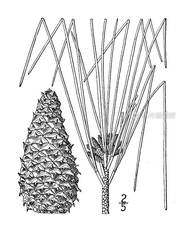 古植物学植物插图:火炬松，火炬松，老田松