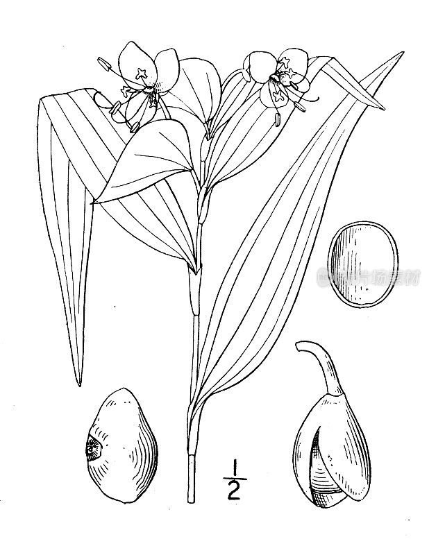 古董植物学植物插图:弗吉尼亚天竺葵，弗吉尼亚天竺葵