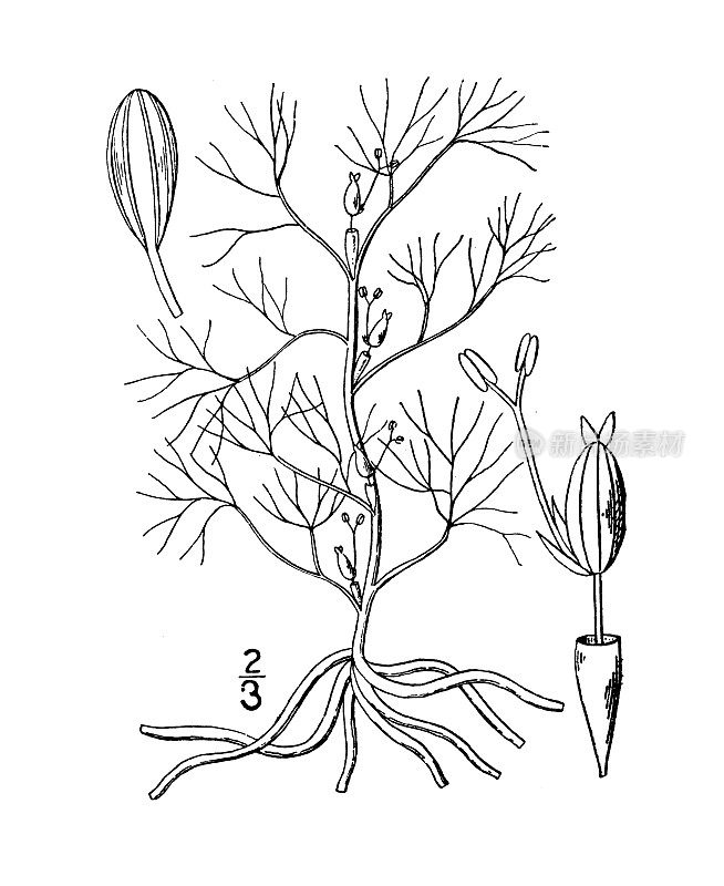 古植物学植物插图:足茎、河草