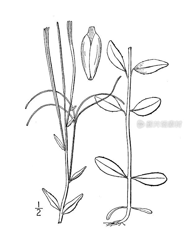 古植物学植物插图:青莲，高山柳