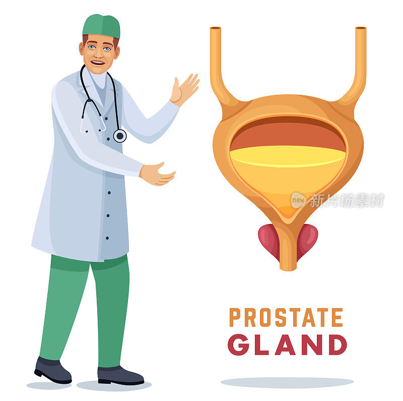 男性医生显示膀胱解剖和前列腺。