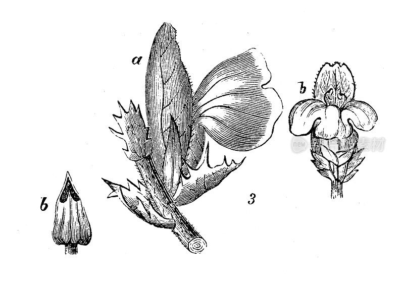 古董雕刻插图:刺叶mollis，熊的马裤，海上码头