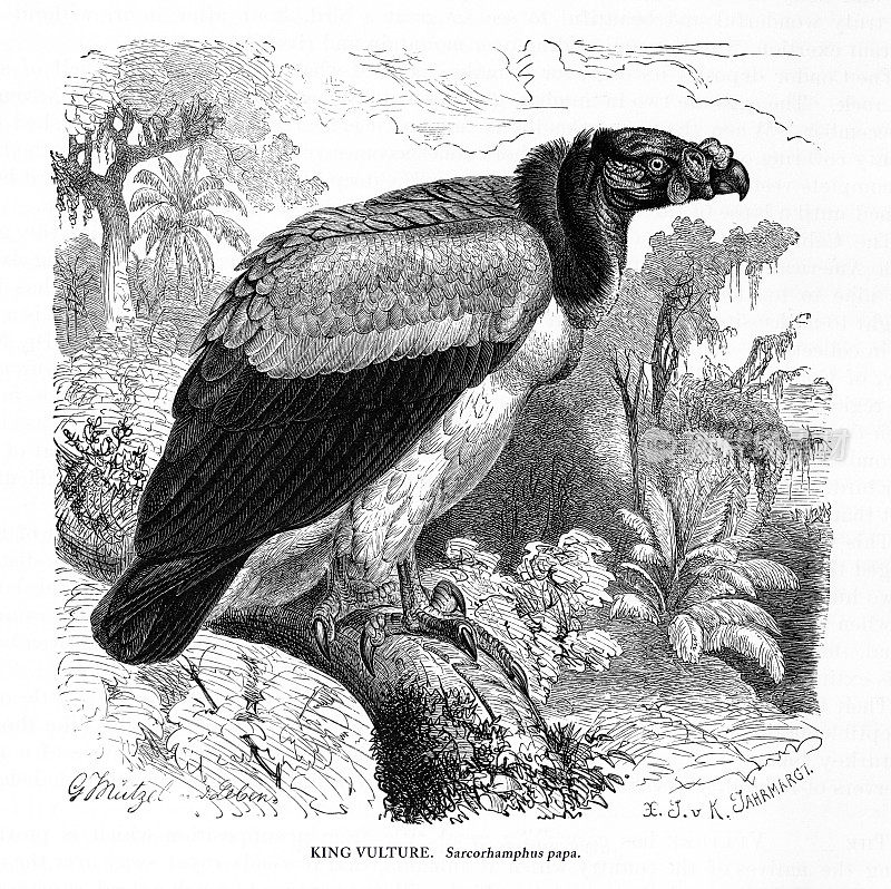 秃鹫王，鸟，古董美国雕刻:自然历史，1885年