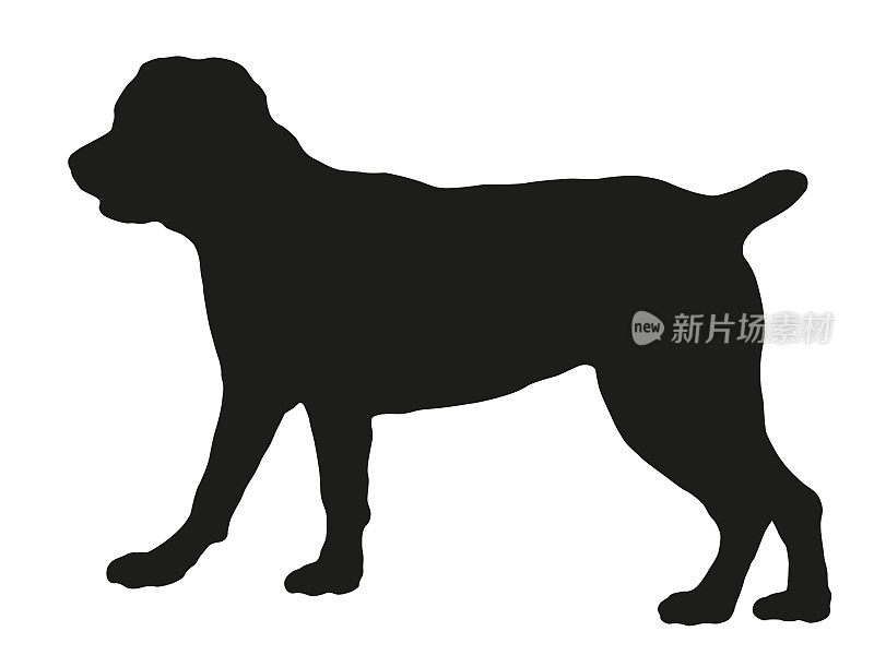 站立的意大利獒犬幼犬。意大利corso狗。黑狗轮廓。宠物的动物。孤立在白色背景上。