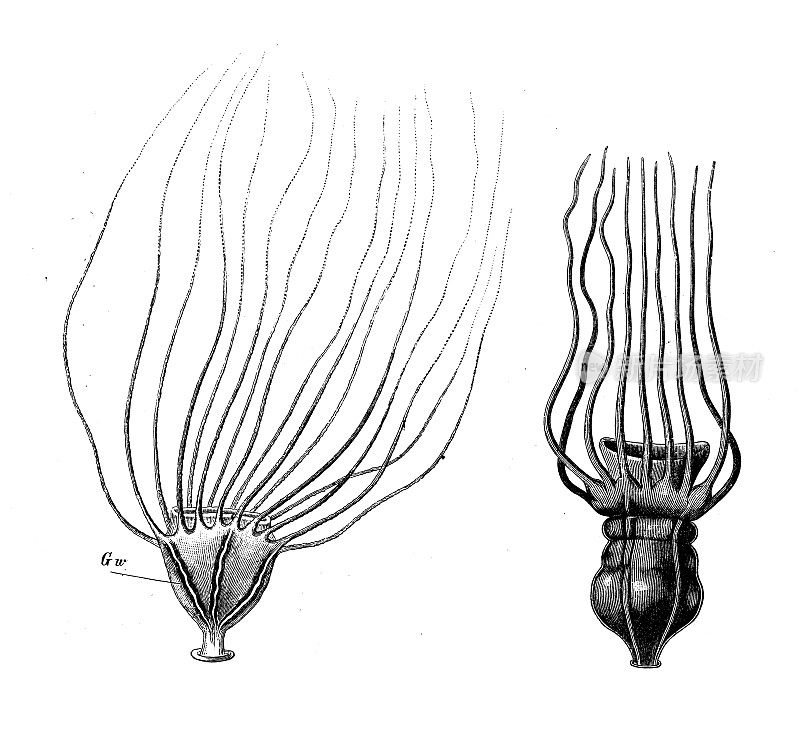 古董生物动物学图像:十六臂镰形虫和蝶蛹