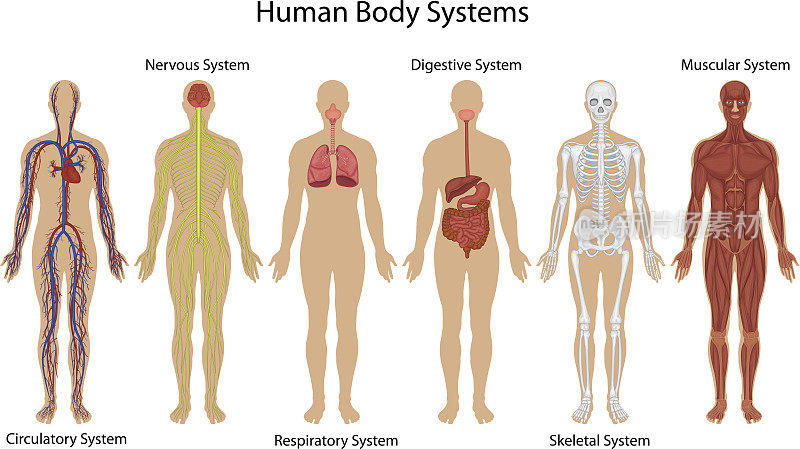 人体不同系统的图解