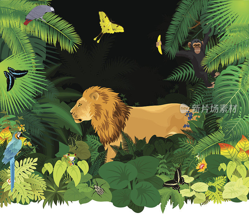 非洲热带雨林中有狮子和不同的动物