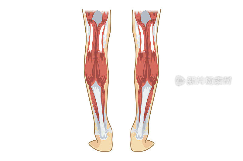 人类的小腿肌肉。