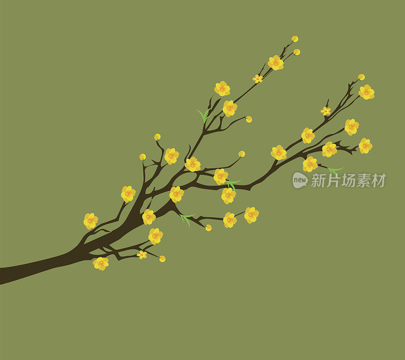 黄杏花在越南传统农历新年