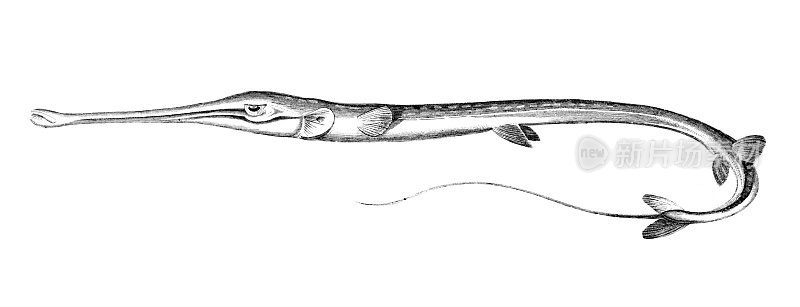 19世纪雕刻的尖嘴鱼或“烟草鱼”